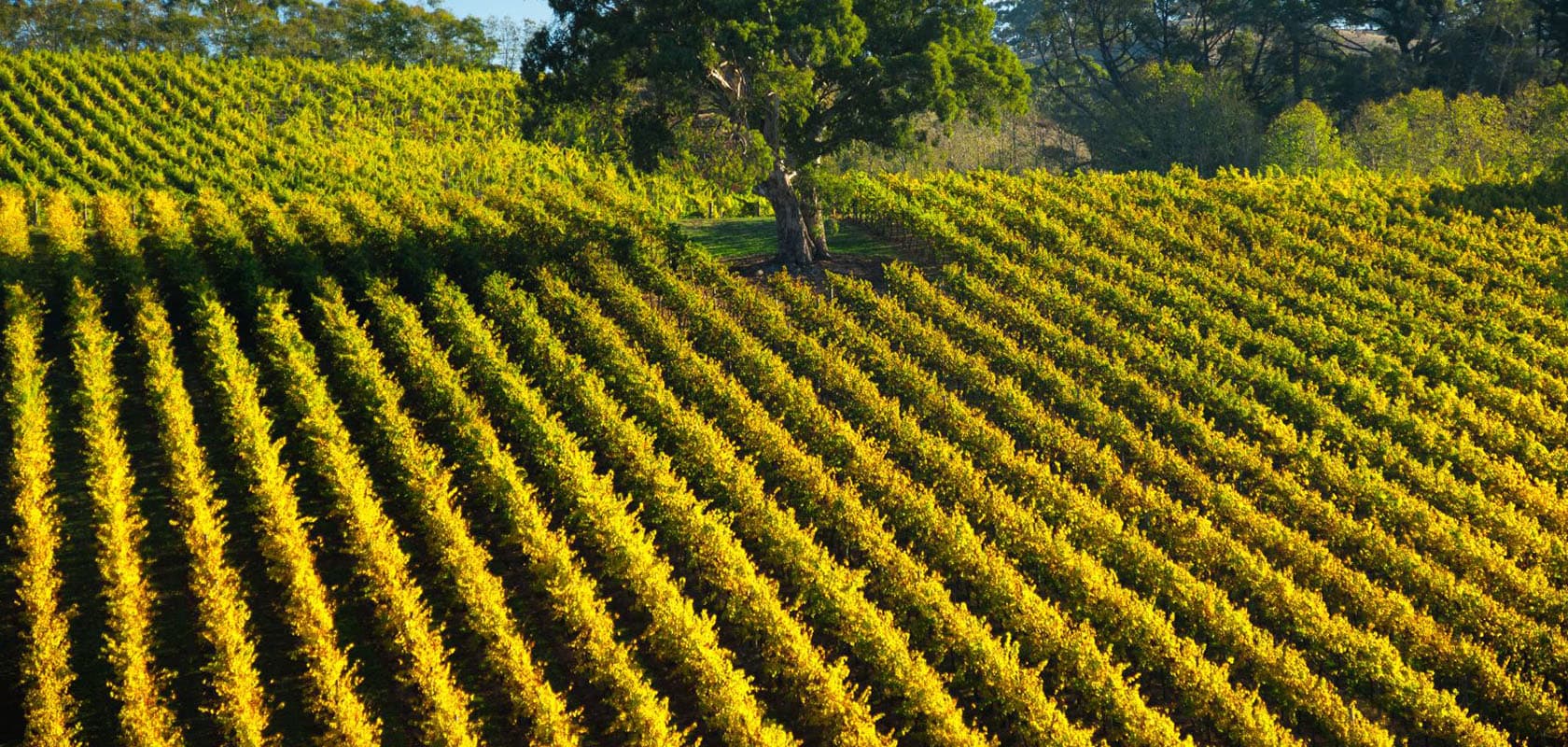 Wine3 Hero
