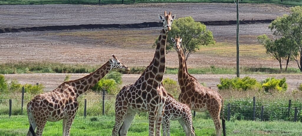 Giraffe Zoo