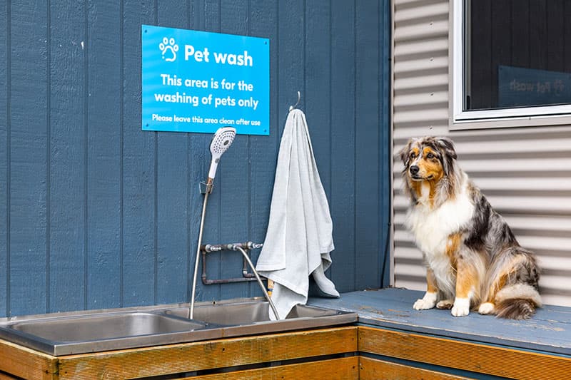 Pet Wash 040A9201