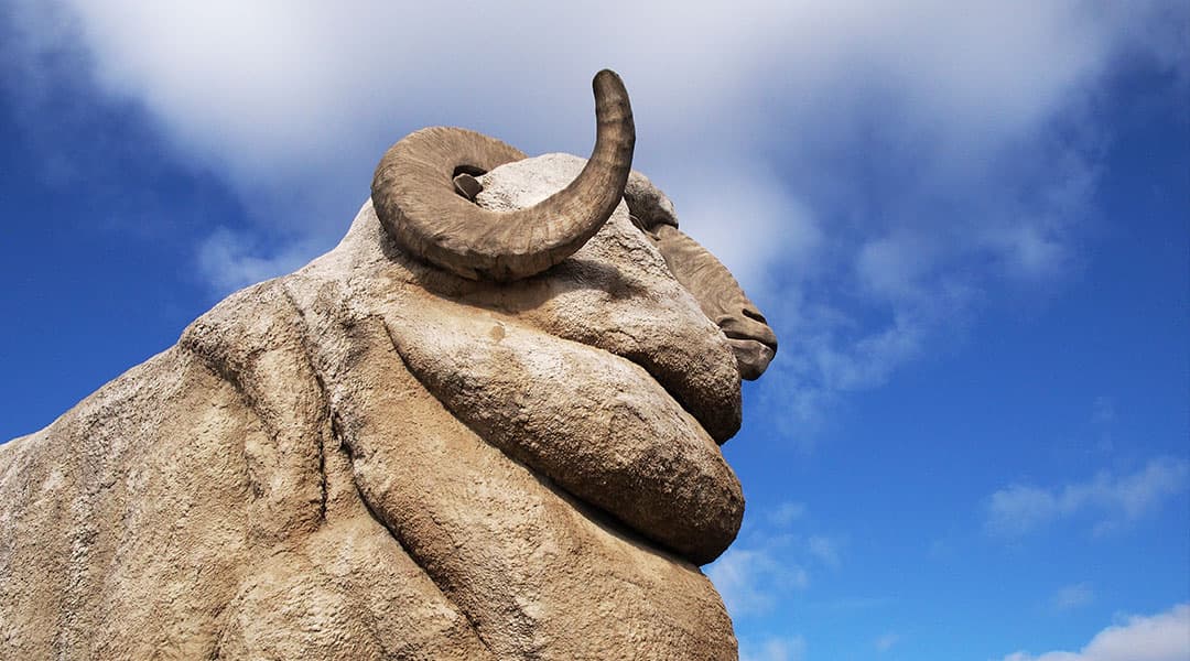 Big Merino Header
