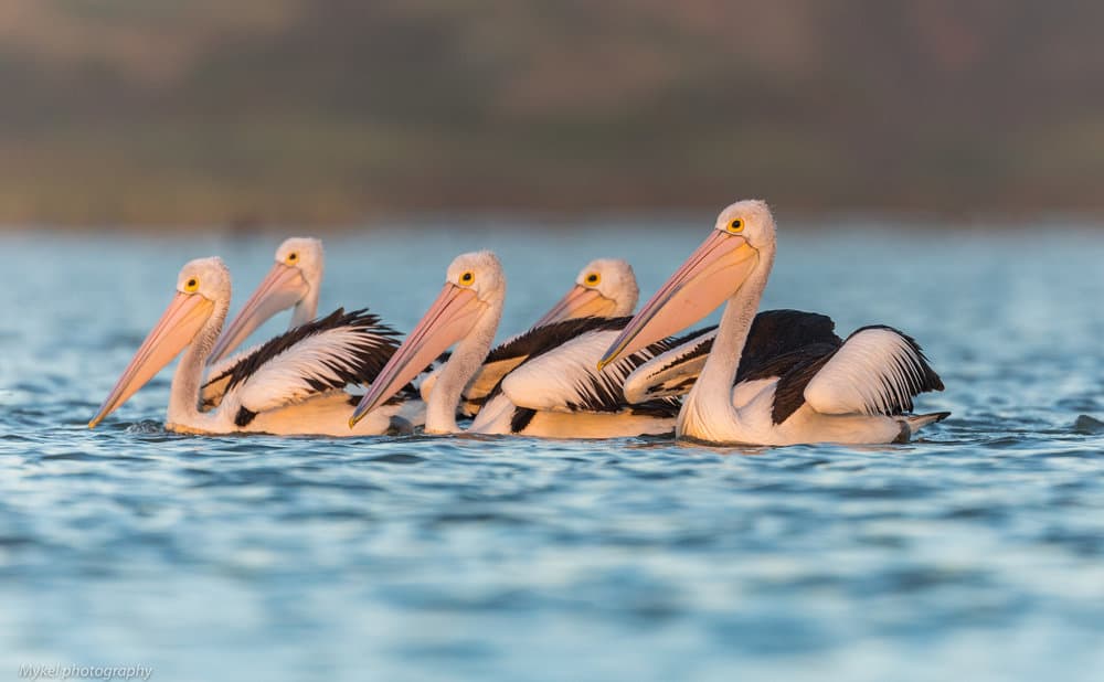 Coorong Birds