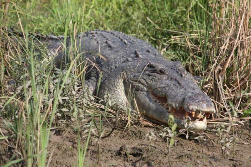 Hidden Valley Holiday Park Berrimah Crocodile Tours