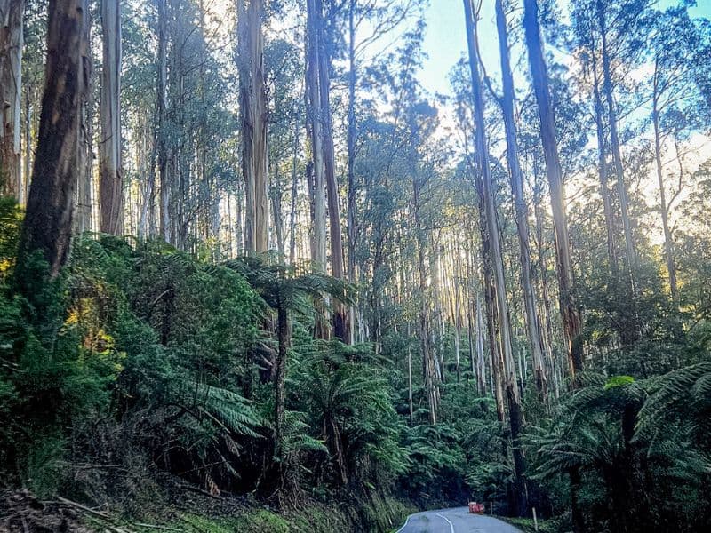 Road trip through Black Spur Drive to Eildon