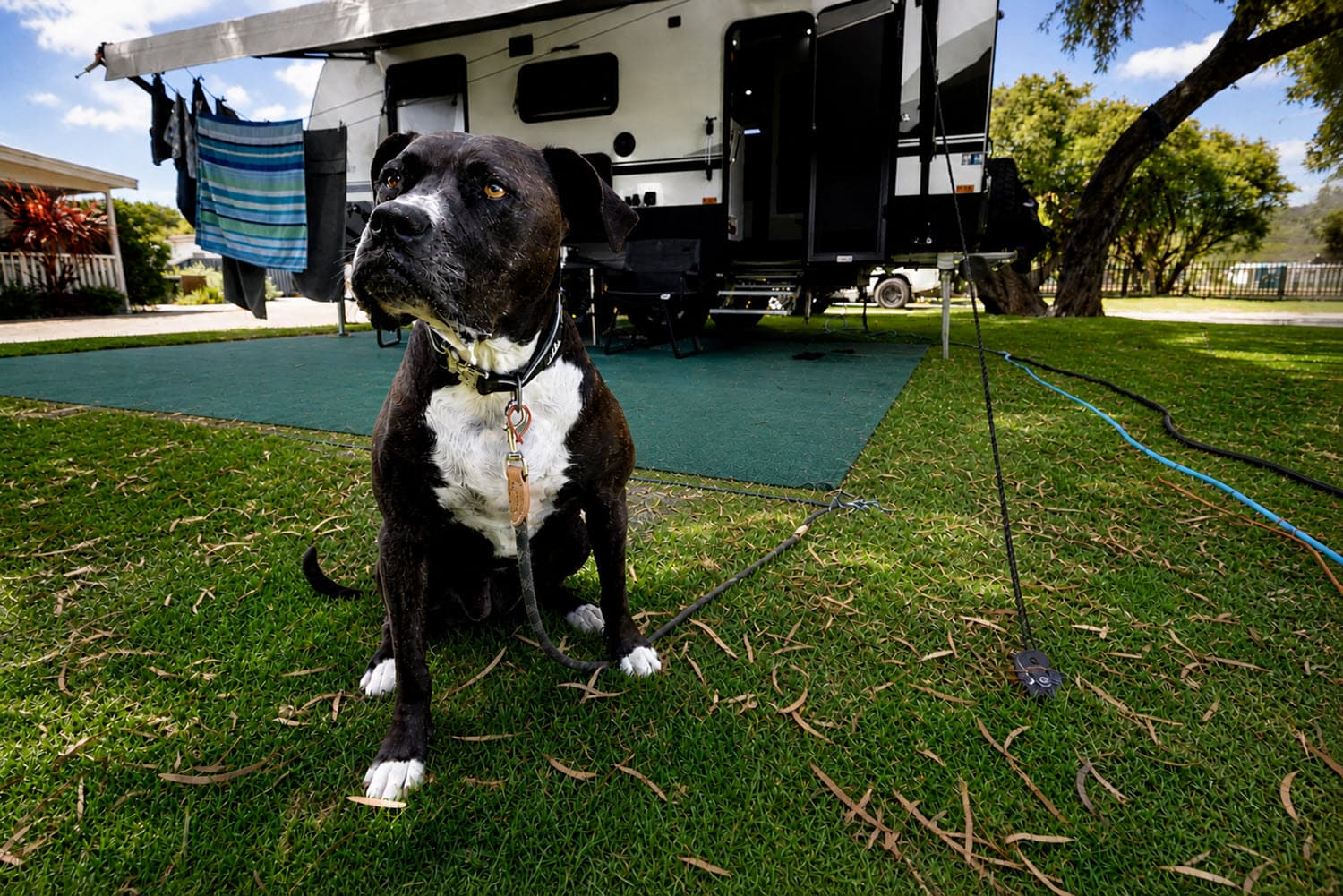 Powered Sites with Pets