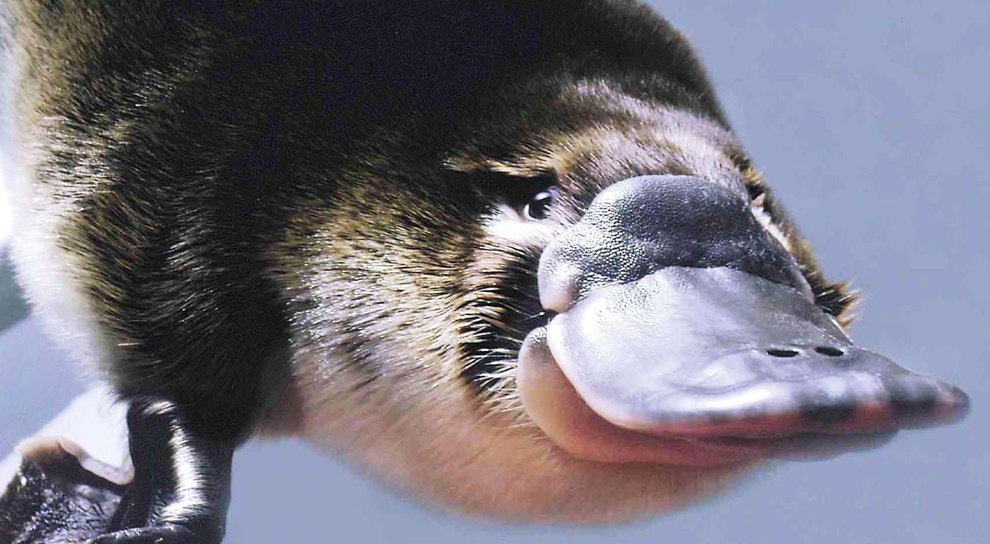 Platypus Facts Ppcorn