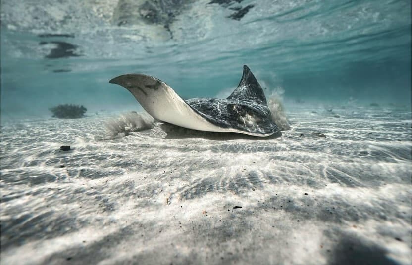 Sting Rays