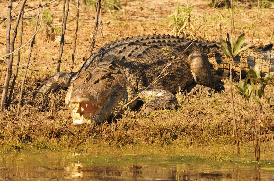 Saltwater Croc Credit Wetland Cruisers
