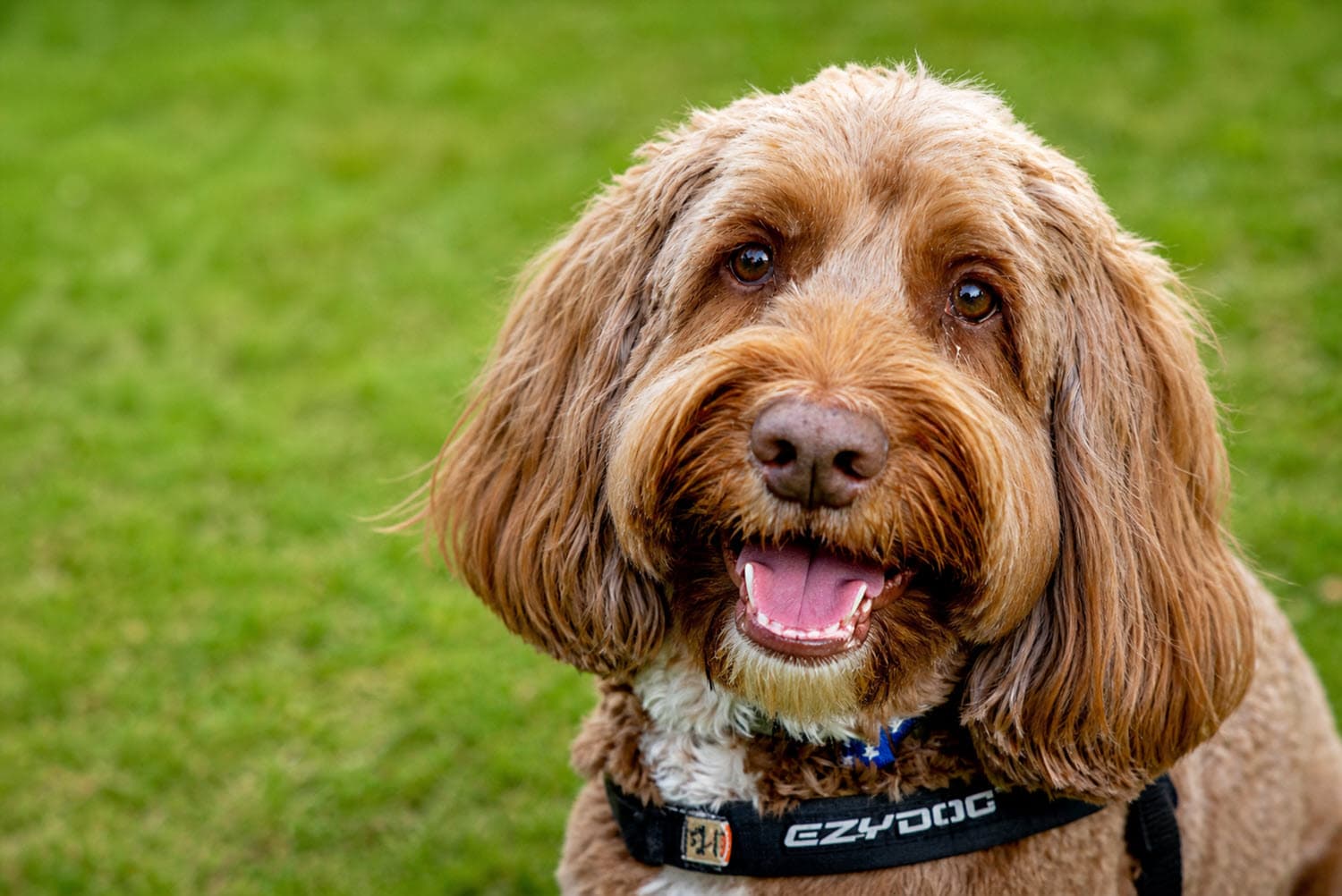 Powered Sites with Pets