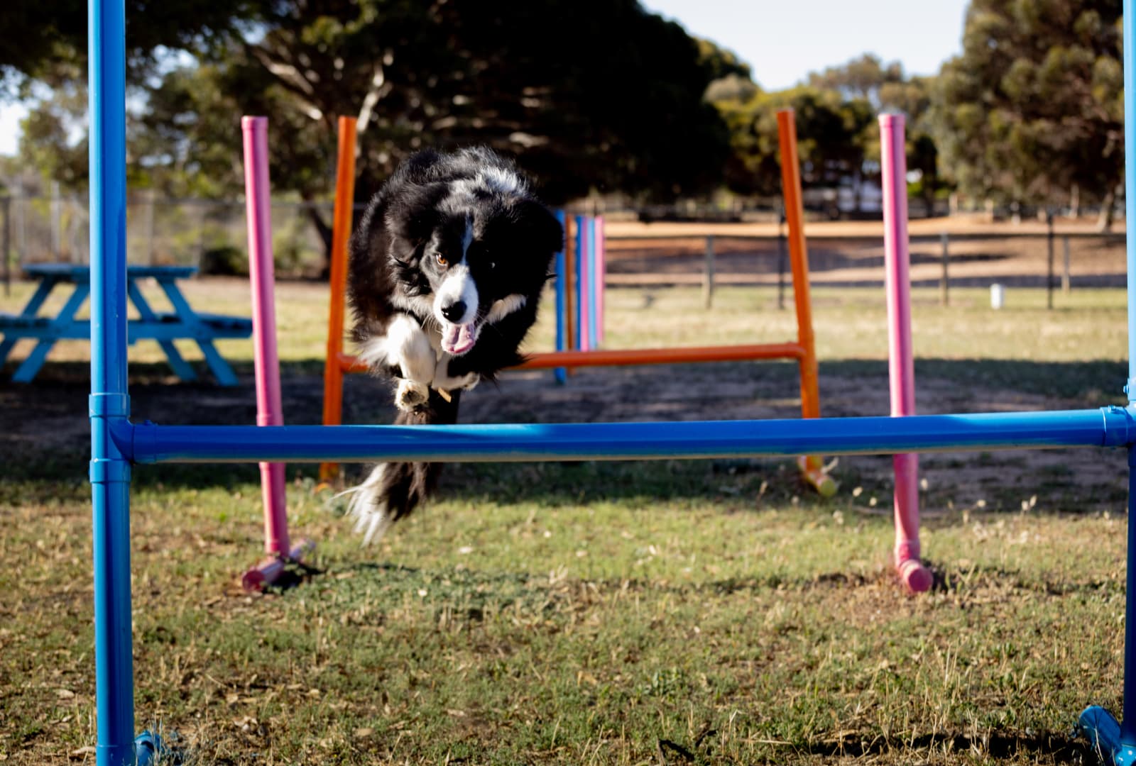PH Dog Run 6 (2).jpg