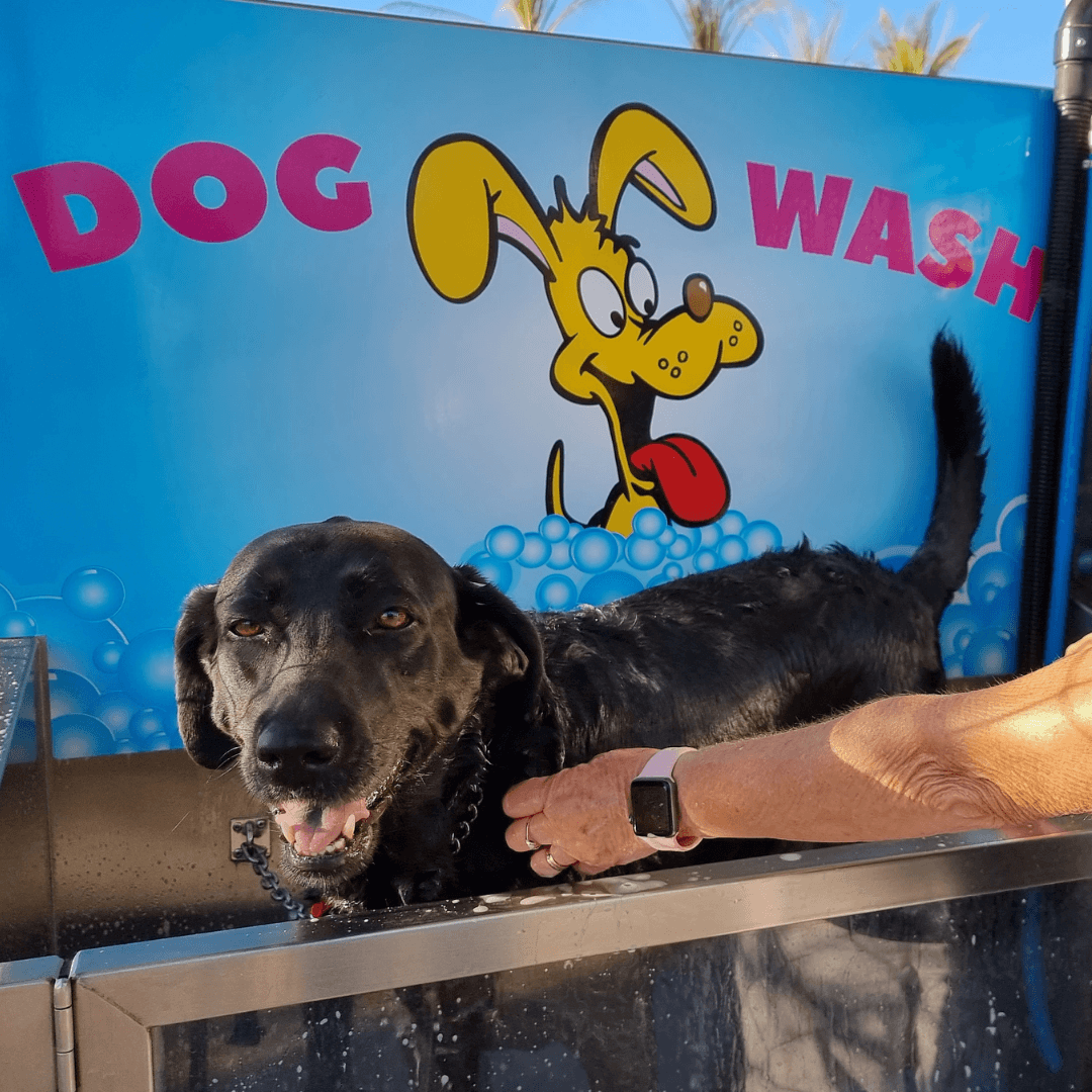 Dog Wash