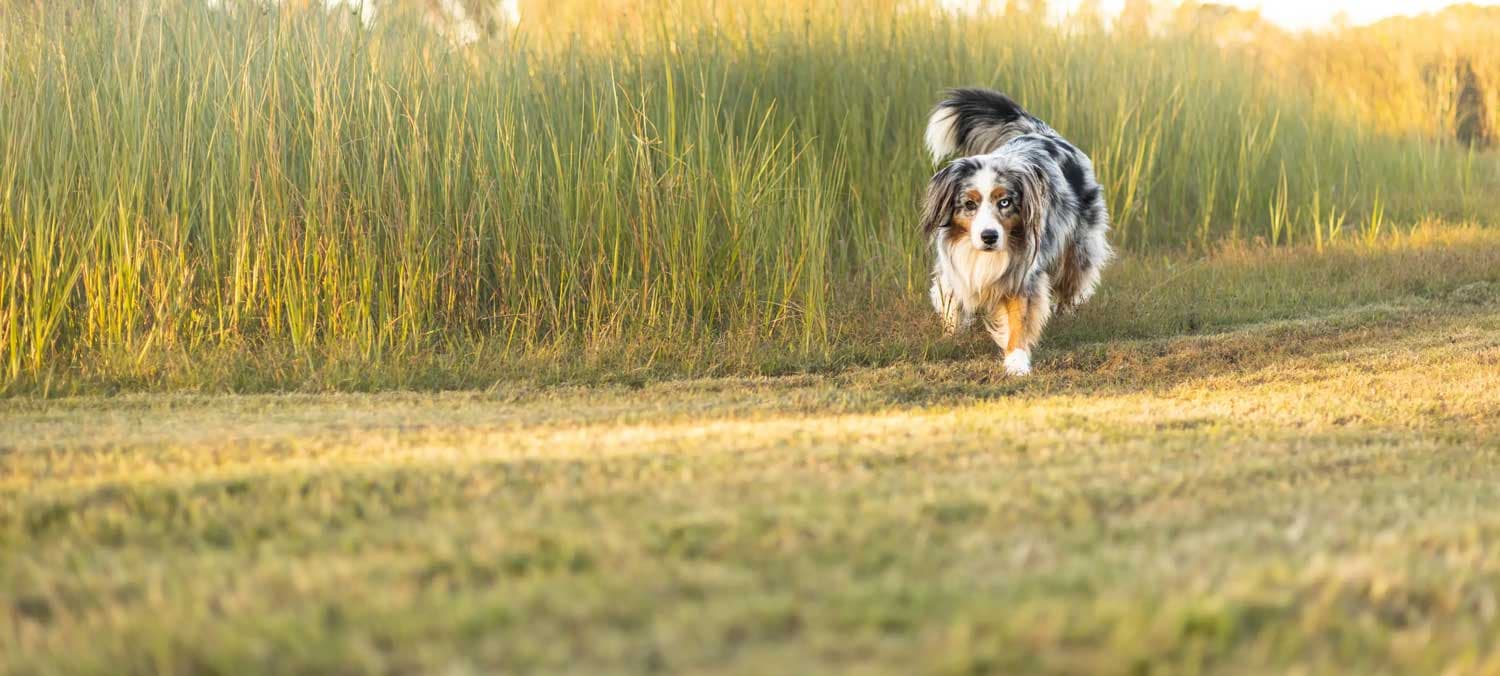 Pet Friendly Headers