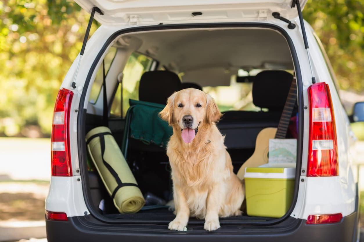 Istock Dog.jpg