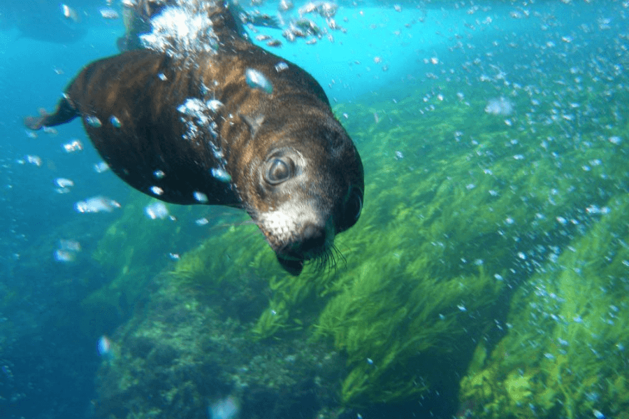 BIG4 Moruya National Parks Seal