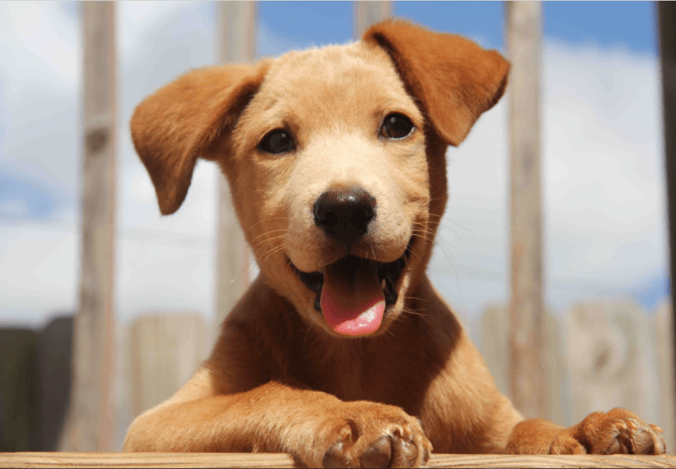 Happy Dog