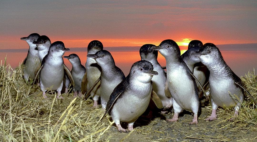 067297 Penguins Evening Light