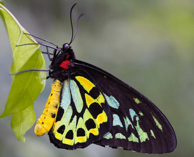 BIG4 Nambucca Butterfly