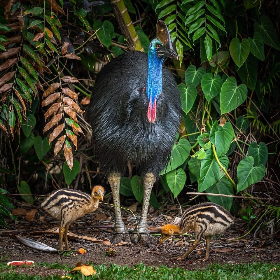 Tracey Smith Cassowaries1