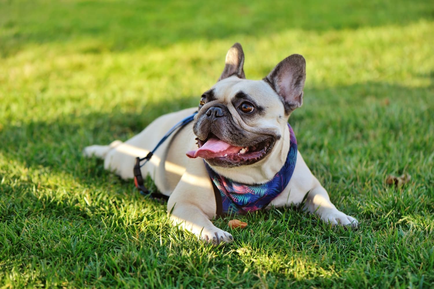 BIG4 Middleton Beach pet friendly on sites (1).jpg