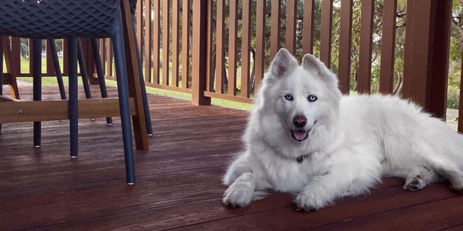Pet Friendly WA Hero
