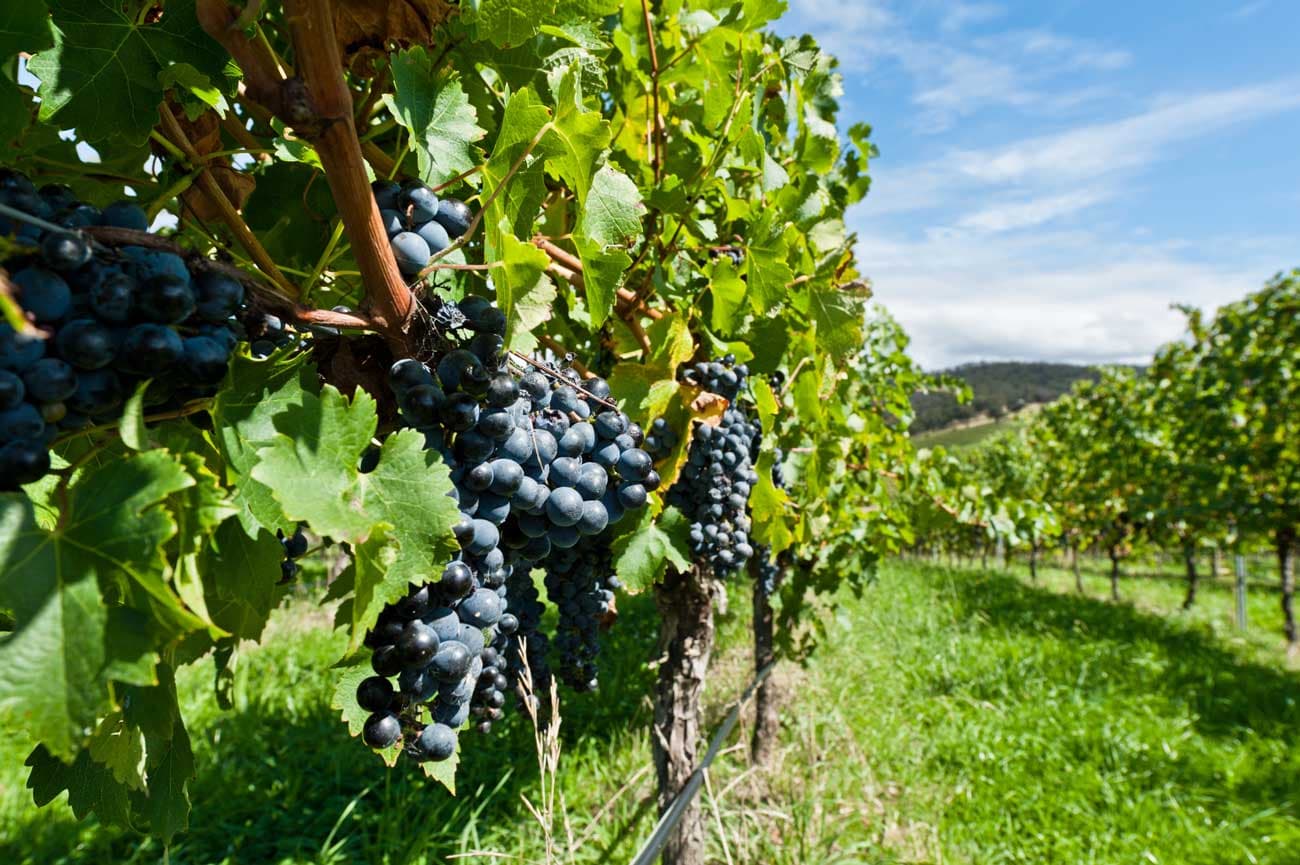 Wine Header