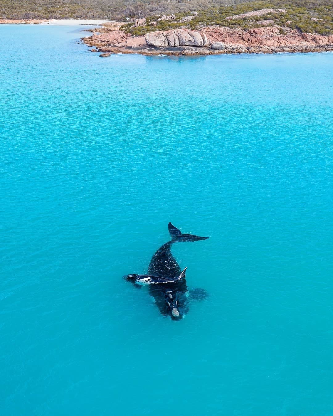 Whale geographe bay.jpg