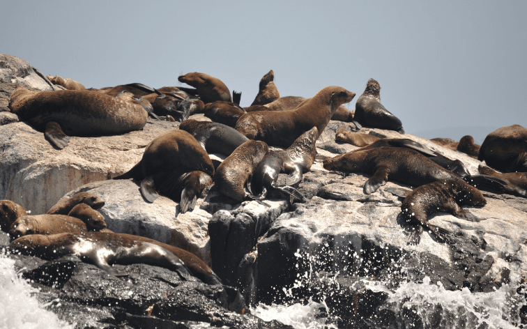 BIG4 Batemans Seals