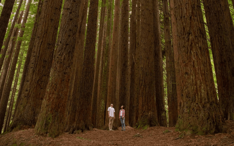 BIG4 Apollo Redwoods
