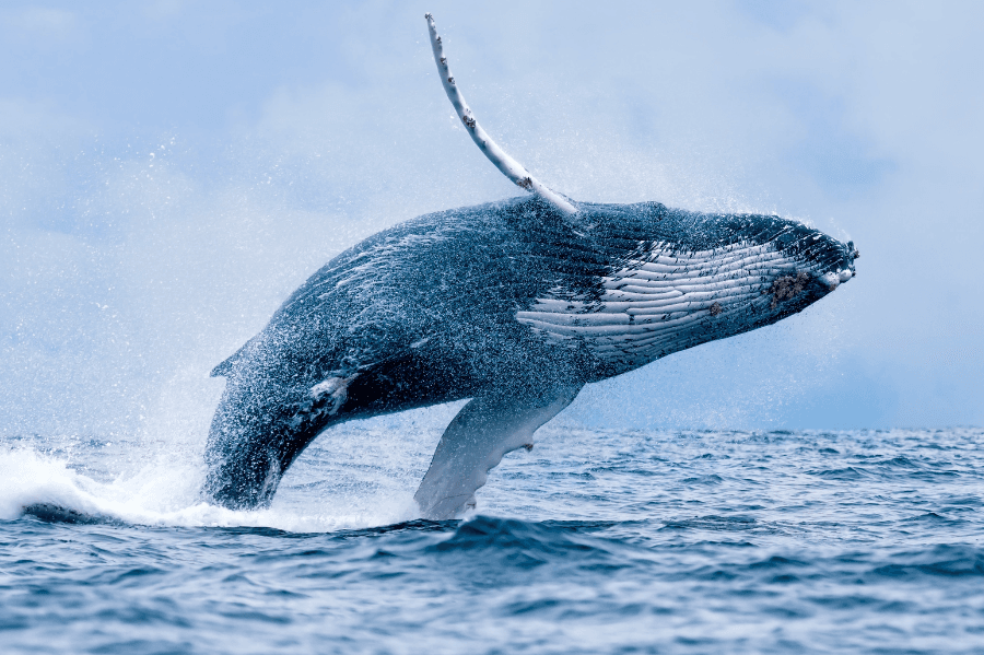 BIG4 Batemans Bay Whale Watching