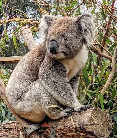Koala.jpg