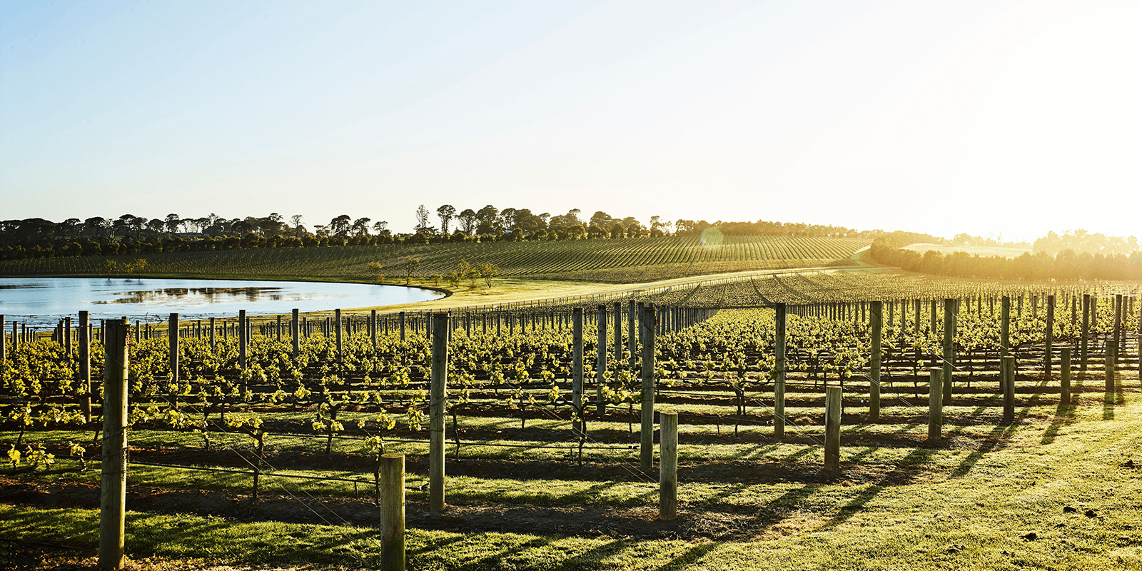 Winery Clusters Vic Header