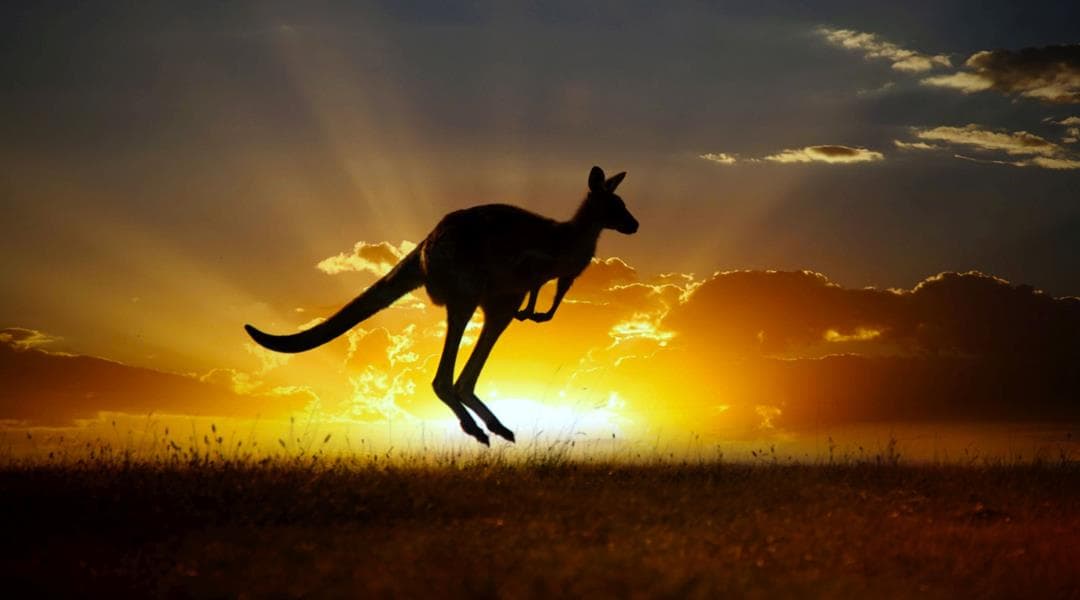 Kangaroo Sunset Resized