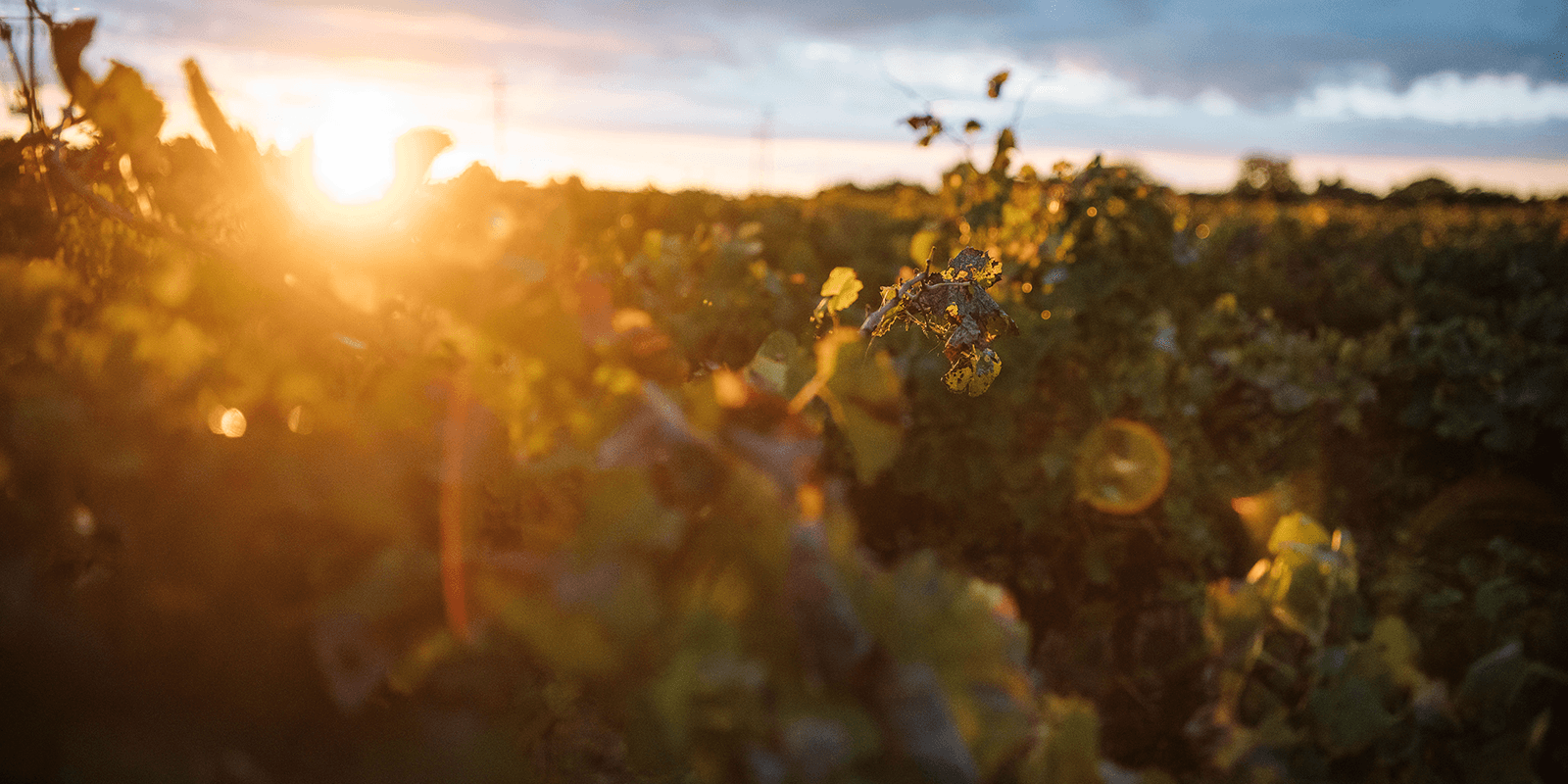 Hero Image NSW Wineries