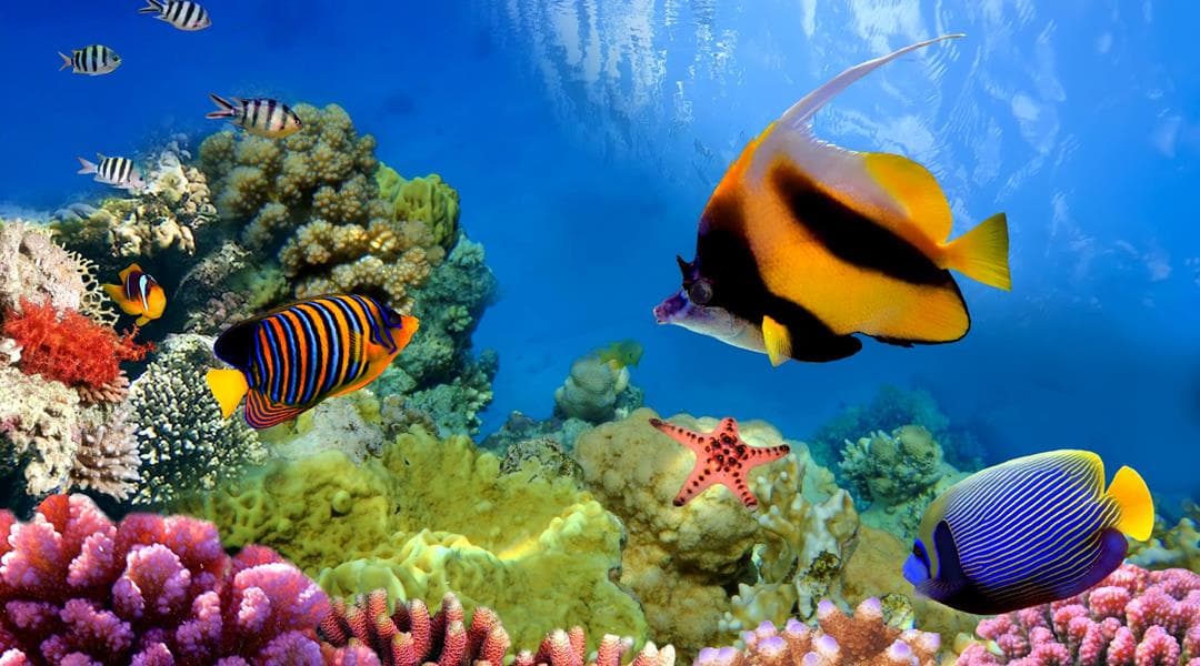 Great Barrier Reef 4