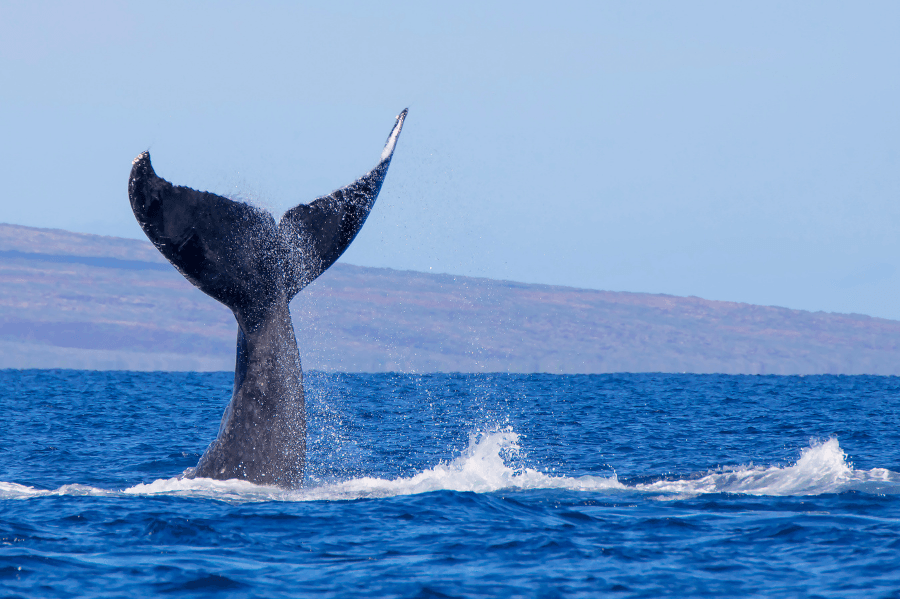 BIG4 Batemans Bay Whale Watching (1)