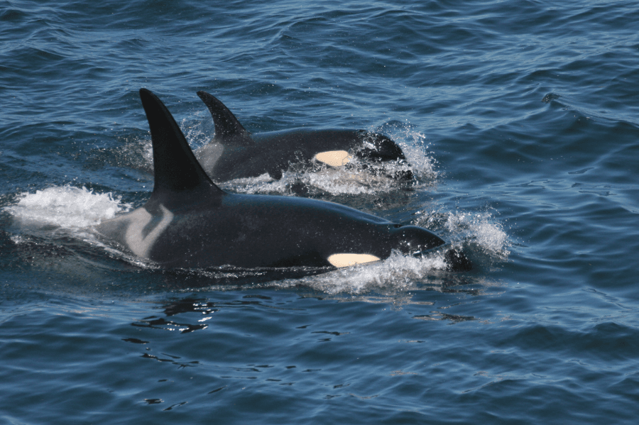 BIG4 Narooma Whale Watching Orcas