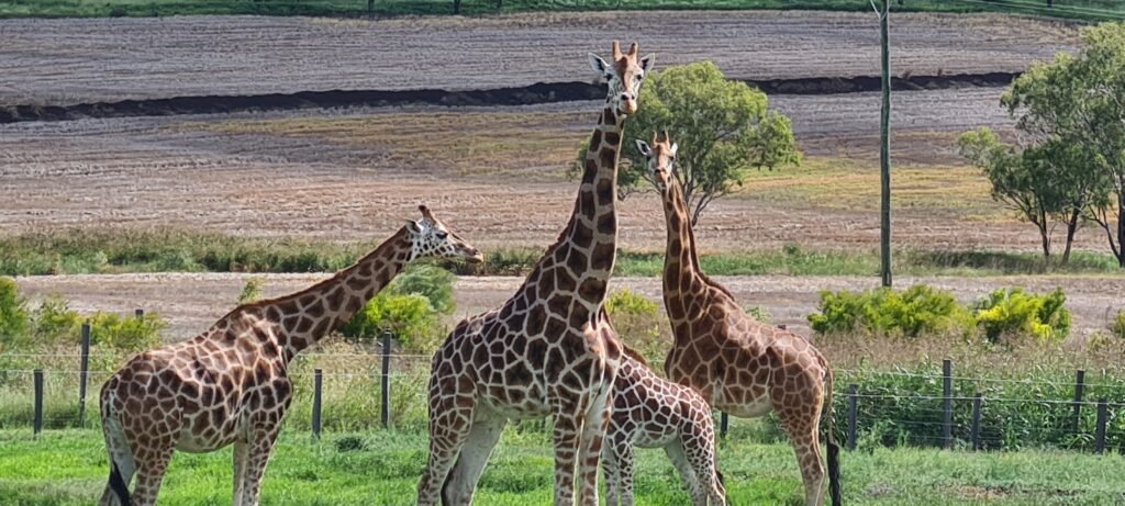 Giraffe Zoo