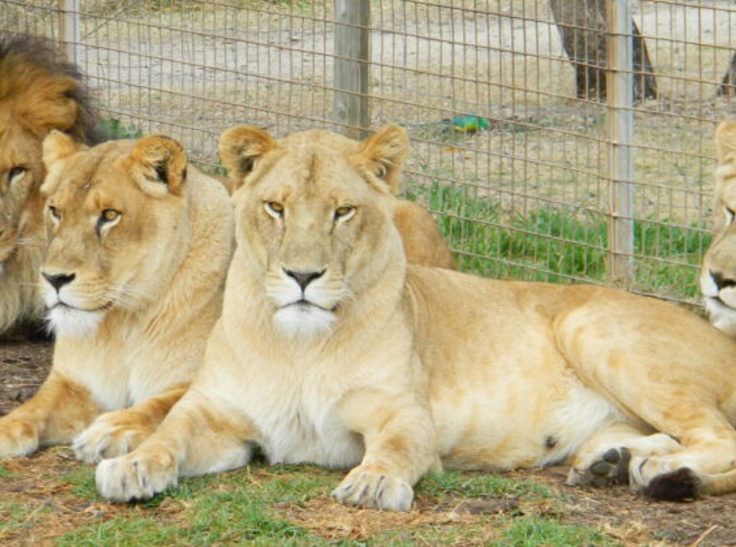 Darling Downs Zoo