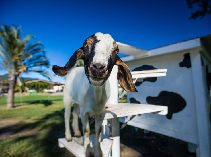 Animal Park family fun activity