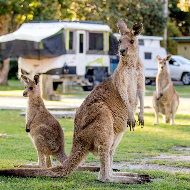 South West Rocks Caravan Park | South West Rocks - Book Now With BIG4